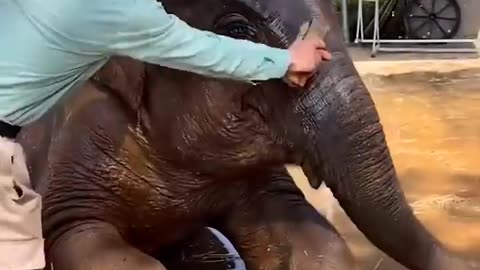 Elephant shower