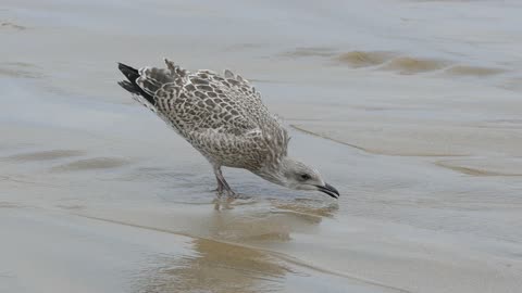 Cute Bird