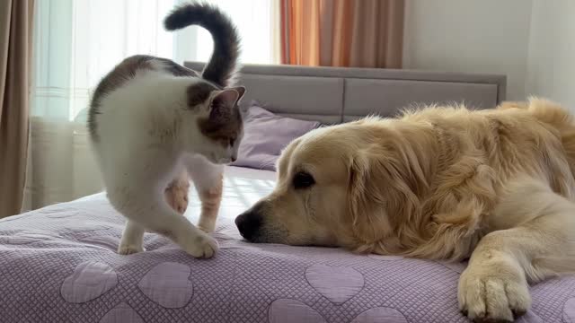 Golden Retriever Reacts to Pregnant Cat