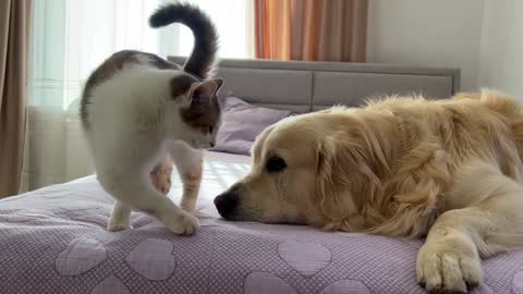 Golden Retriever Reacts to Pregnant Cat