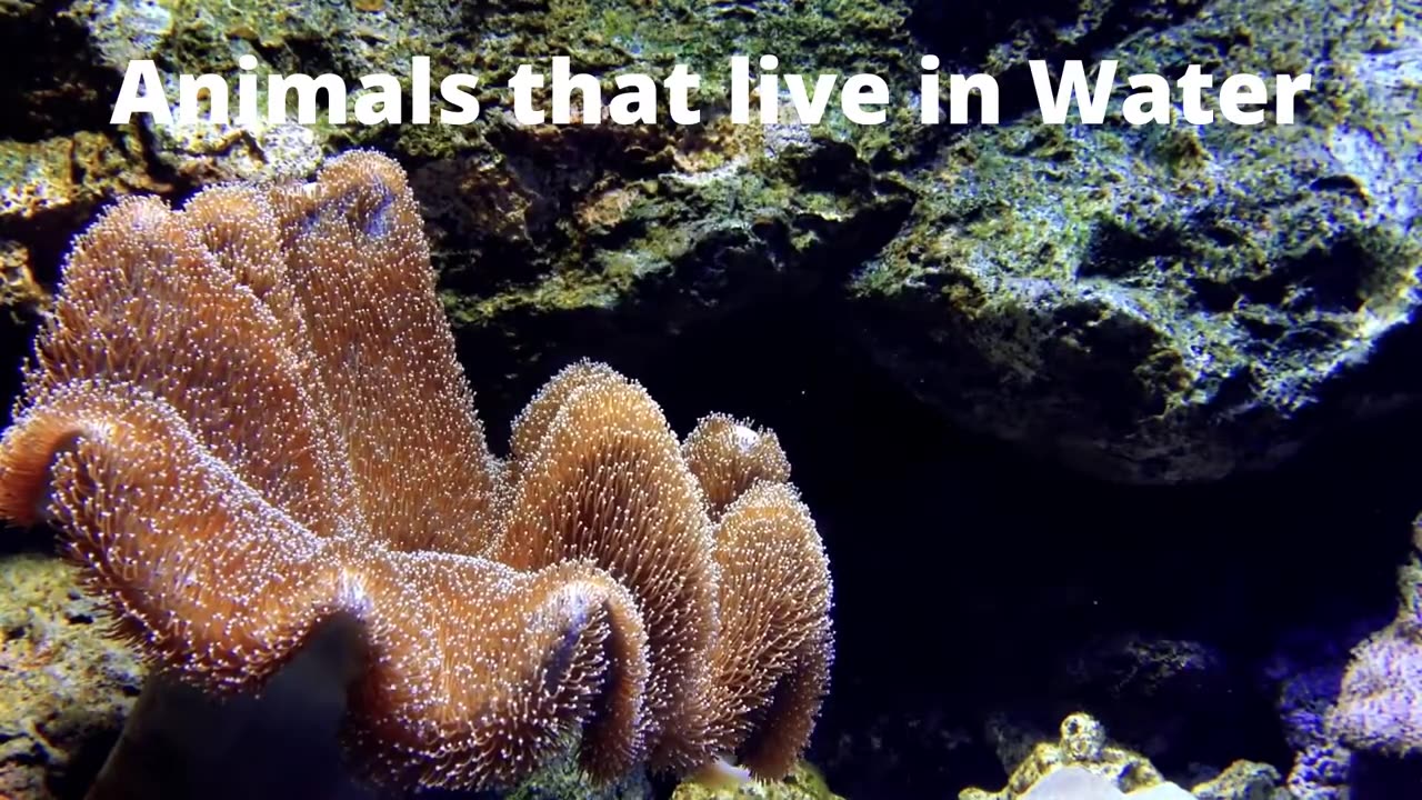 animals living in water