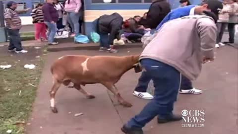 Goat goes on rampage in Brazilian town