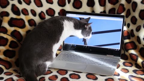 FUNNY CAT SEARCHING ON INTERNET