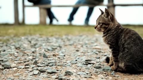 Kitten meowing loudly and noisy