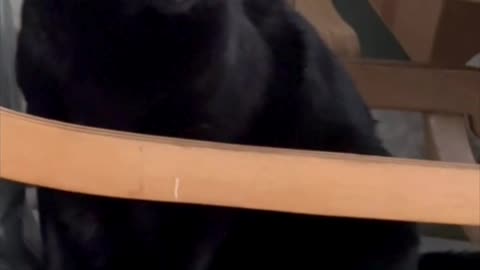 Cute Precious Piper Likes the Dining Room Chair - Adopting a Cat from a Shelter Vlog #shorts