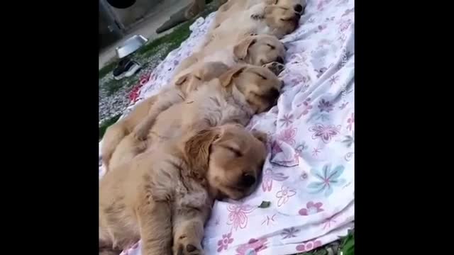 Golden Retriever Puppies Cute and Funny Video 2021