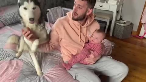 Concerned Husky Argues With Dad Thinking She’s Protecting My Newborn Baby!! [CUTEST REACTION EVER!!]