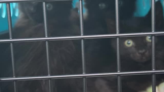 4 kittens rescued