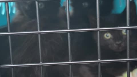4 kittens rescued
