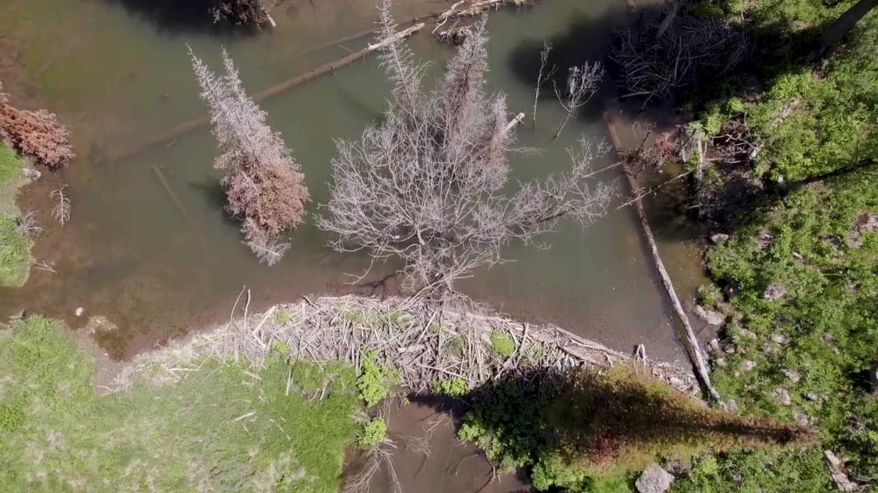 Beaver Rewilding Impacts Measured