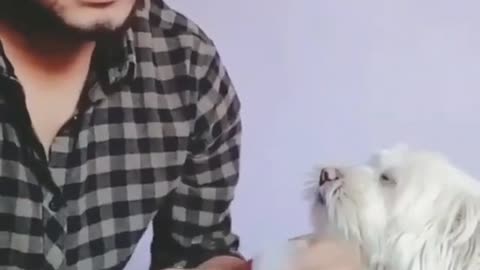 A dog helps its owner to count money