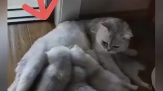 Fanny cat 🐈 very nice video