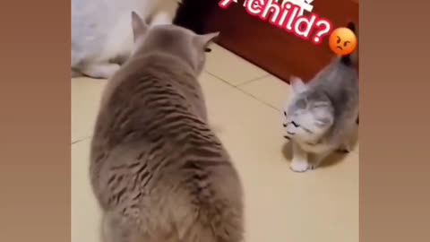So cute 🥰 cat fight 😜