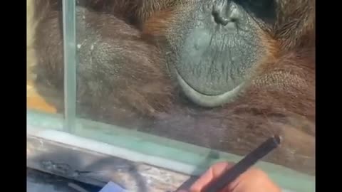 Orangutan Enjoys Art.