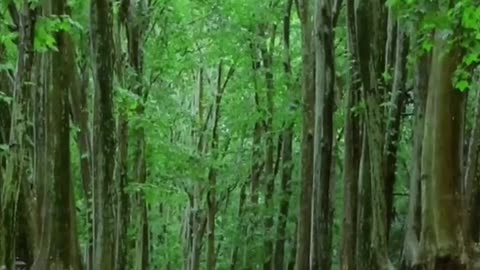 Mountain paths, quiet and relaxing