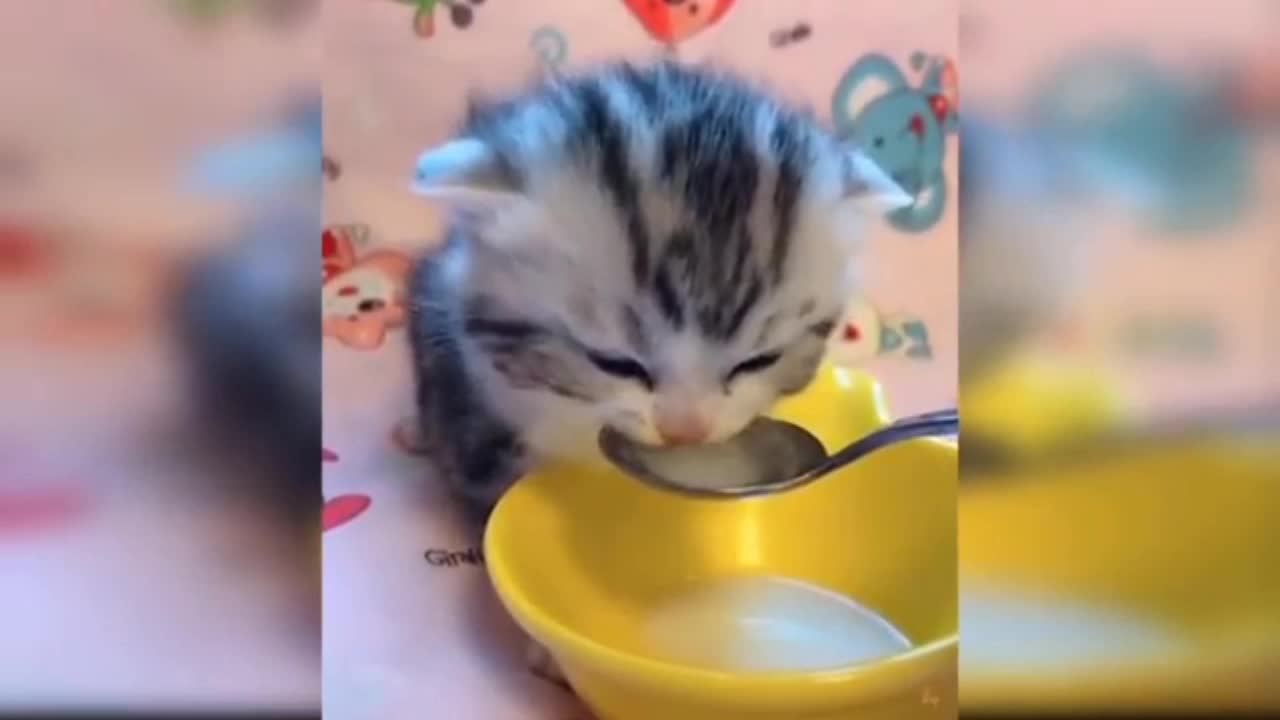 Cat how to eat foods , cat funny video , beautiful cats