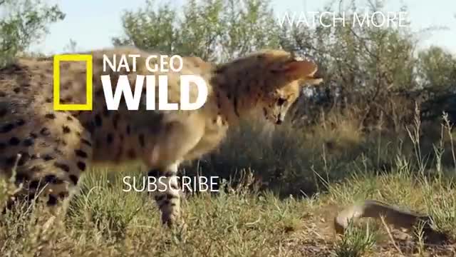 Sand Cat Kittens Filmed in the Wild for First Time | Nat Geo Wild