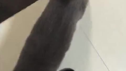 To roll the cat