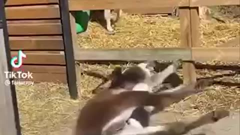 Funny animal fail