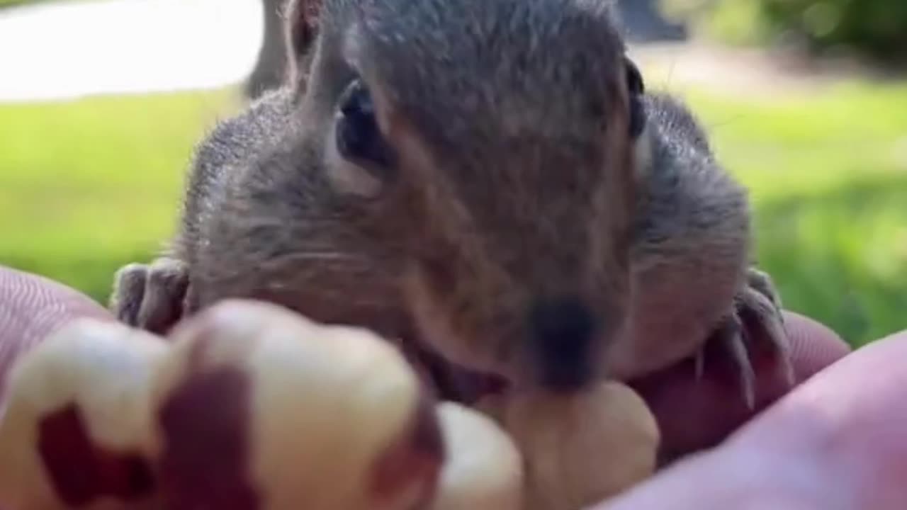 Cute squirel