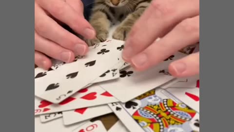 Casino cat