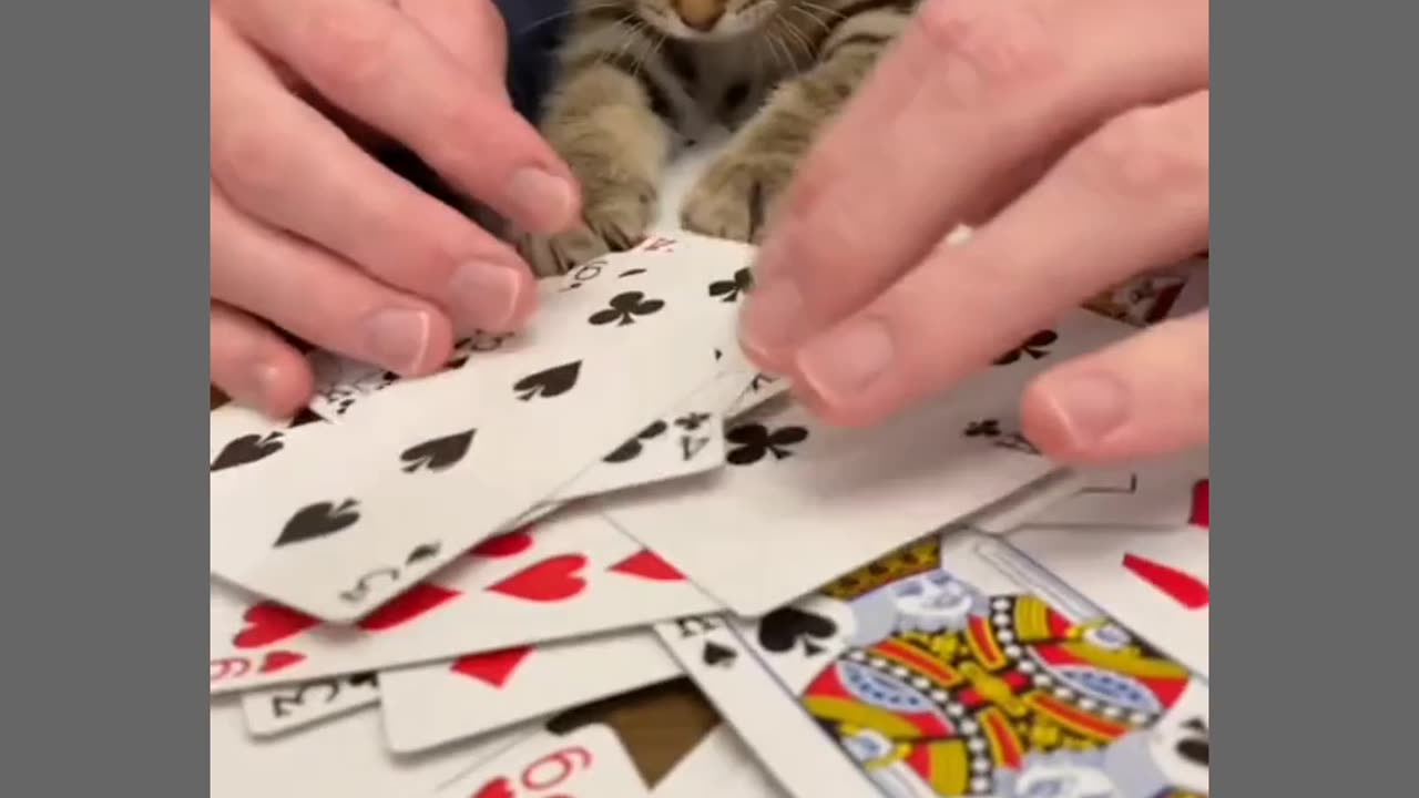 Casino cat