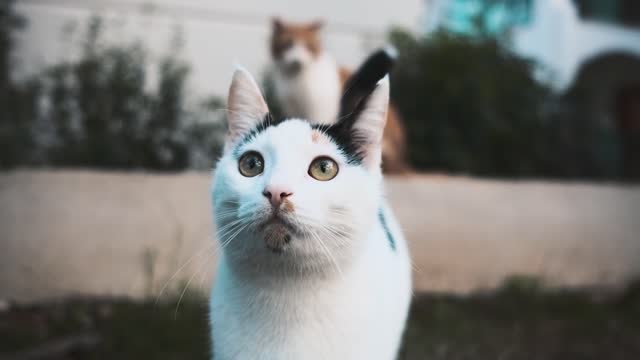 Close up of a Cat