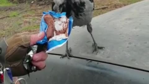 Crow bro joined ukrainian soldiers