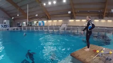 Dolphin training