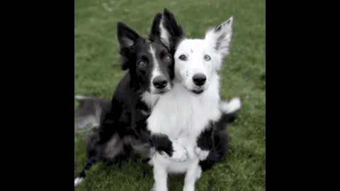 Gif video of cute dogs landing for a photo