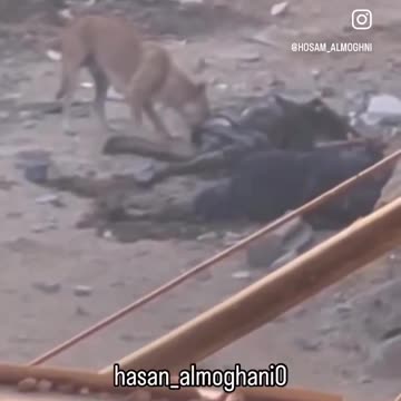 Hideous scenes of dogs eating the remains of...