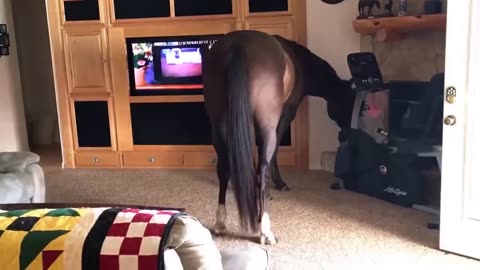 Horse Walks Inside House to Chill With Owner
