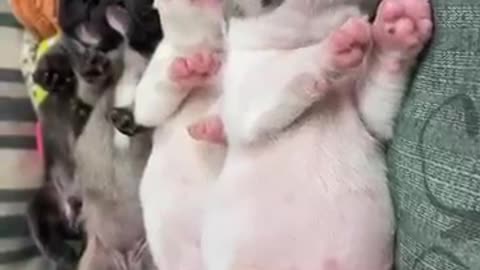 Bulldog video