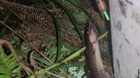 fishing at night