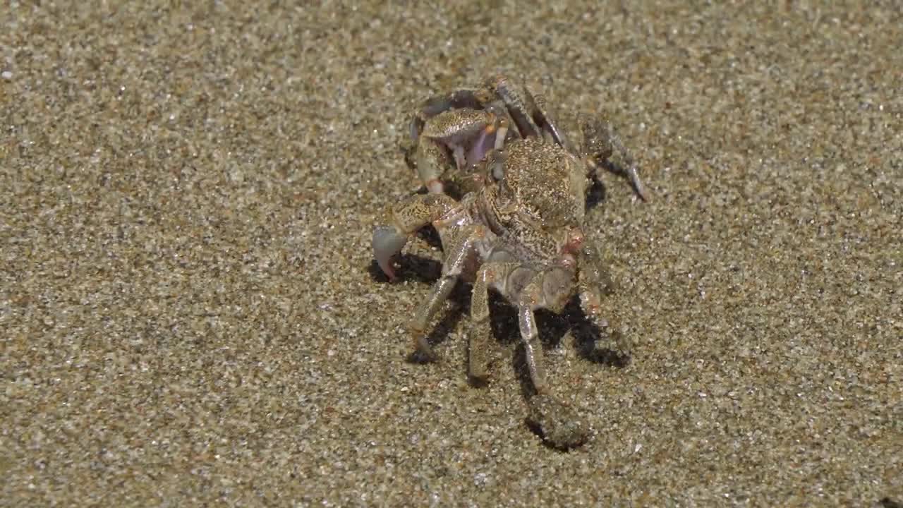 Production of red-eyed crab sand bricks