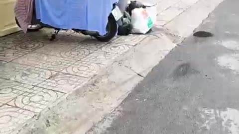 fatty demon pig - 2024 - September 24th - Deleted Youtube Livestream