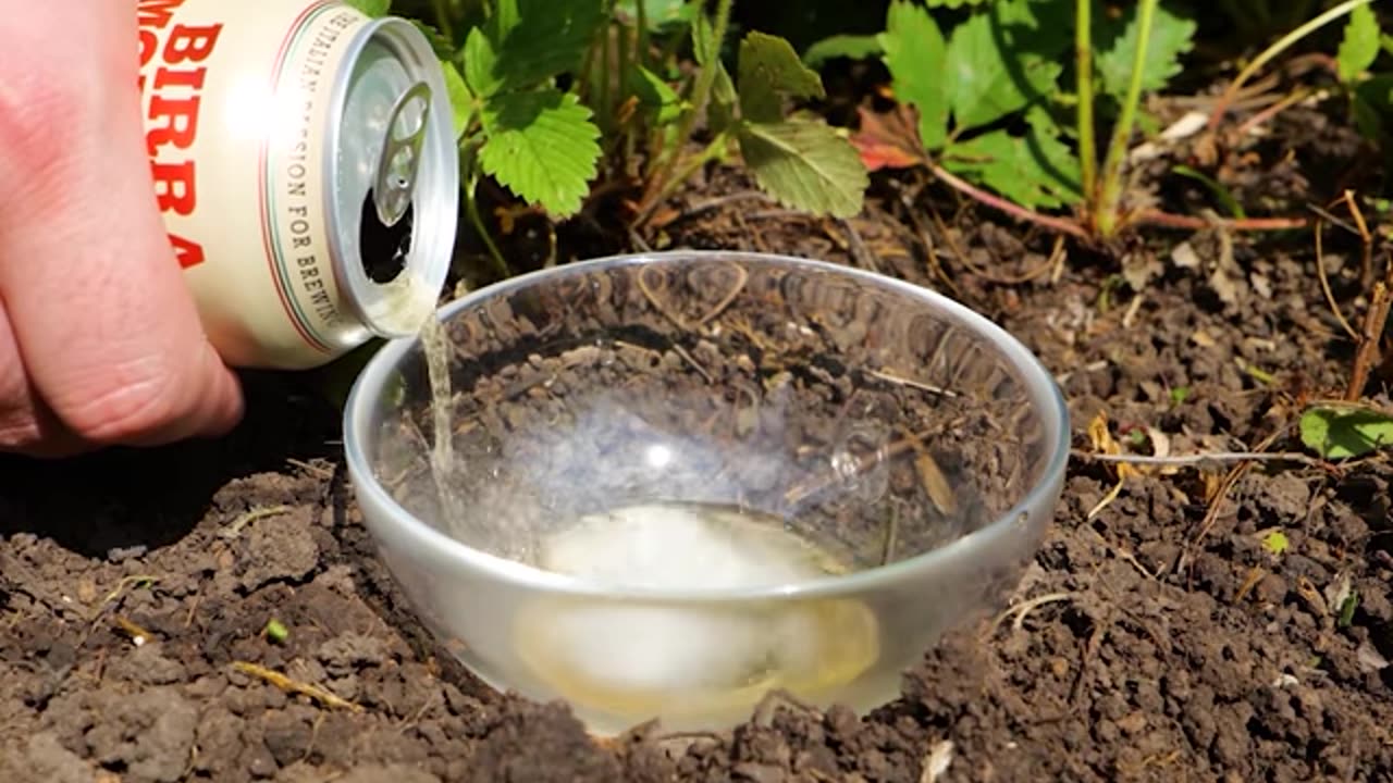 Keep your garden free of pests and parasites with these hacks!🧑_🌾