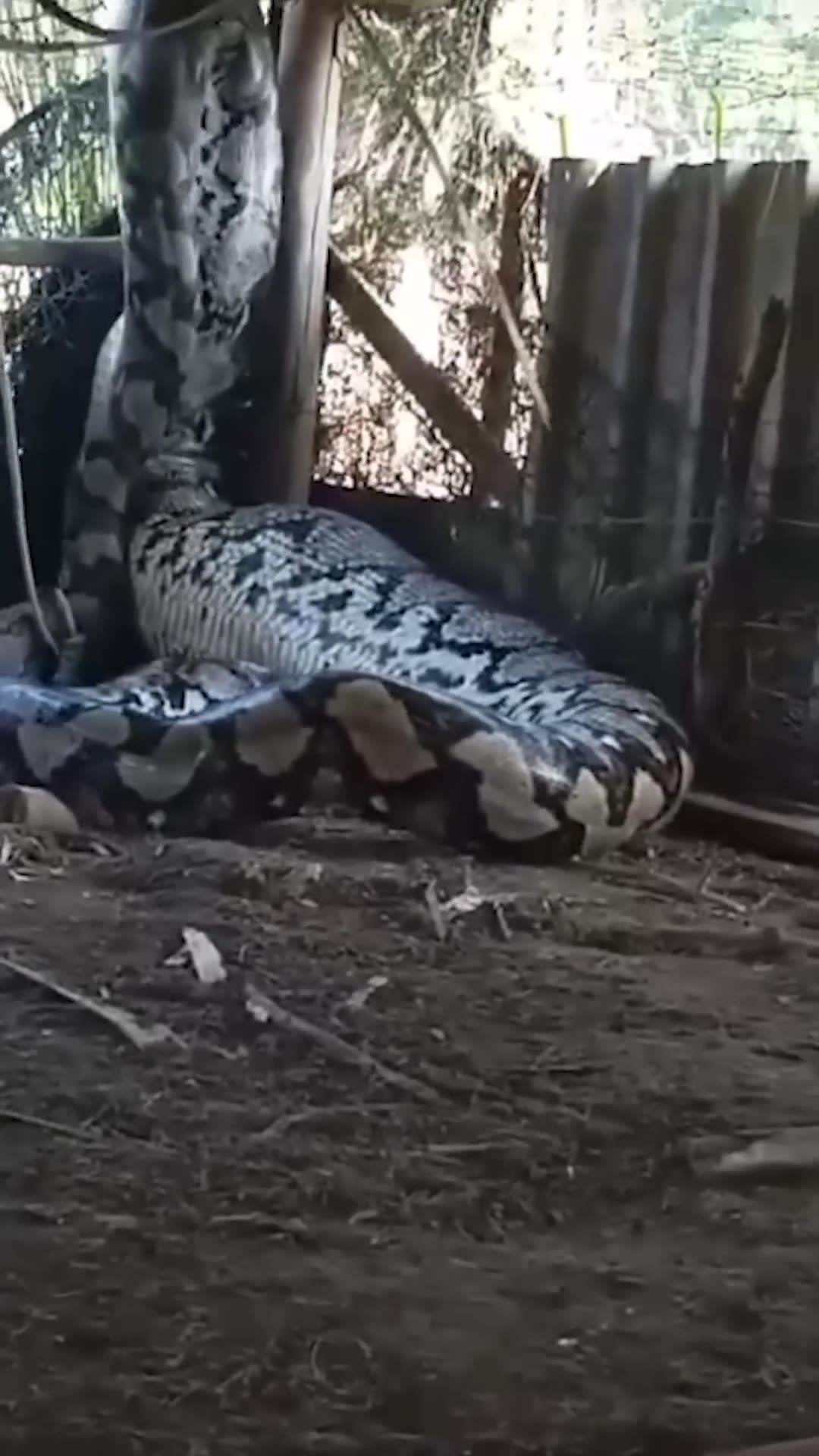Giant python eats whole cow alive in India #viral