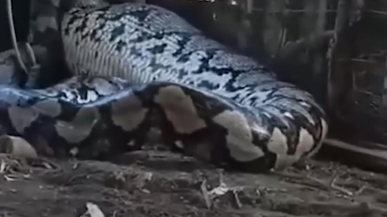 Giant python eats whole cow alive in India #viral