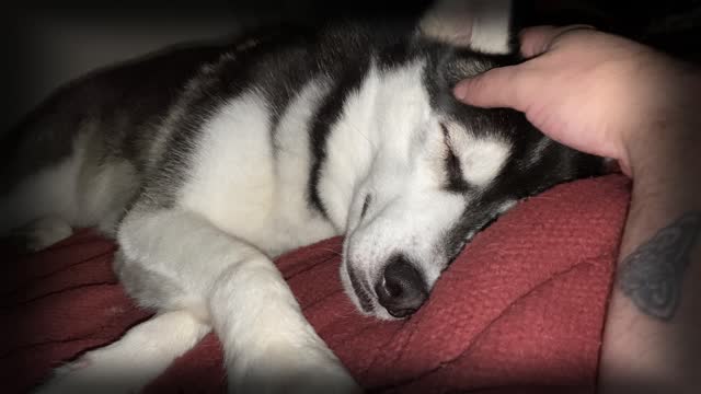 Convincing a Husky its time to go to sleep