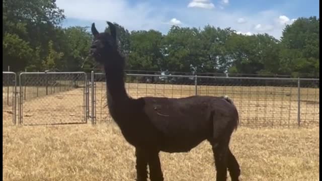 This alpaca looks like a kangaroo if you just look at its head