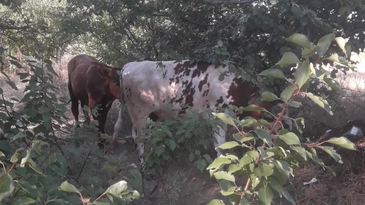 Cows on the road