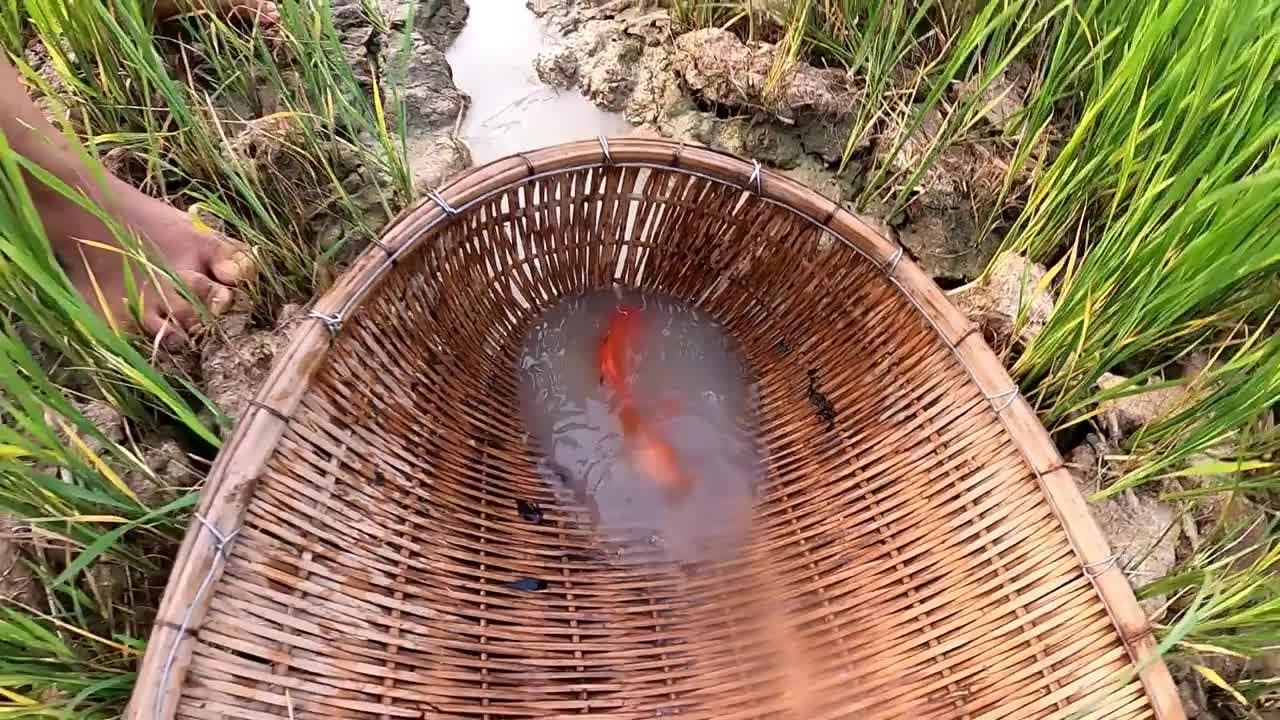 Unbelievable Fishing At Rice Fields- Turtle Koi Blood Parrot Giant Oranda Goldfish Suckermouth Betta