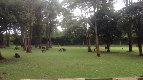 New Apartment for Africa Orangutan Nairobi Kenya