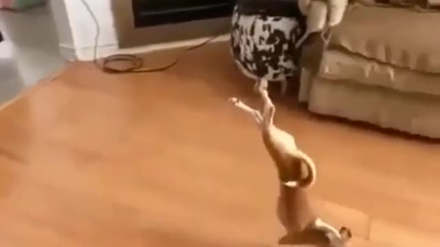 Gymnast Dog