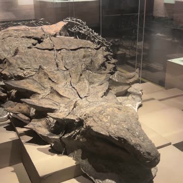 Prehistoric Dinosaur Remains Royal Tyrrell Museum Drumheller