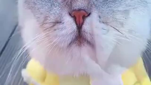 Funny Cat | Funny animals | Pet | Animals | Animal Comedy | Animals Videos