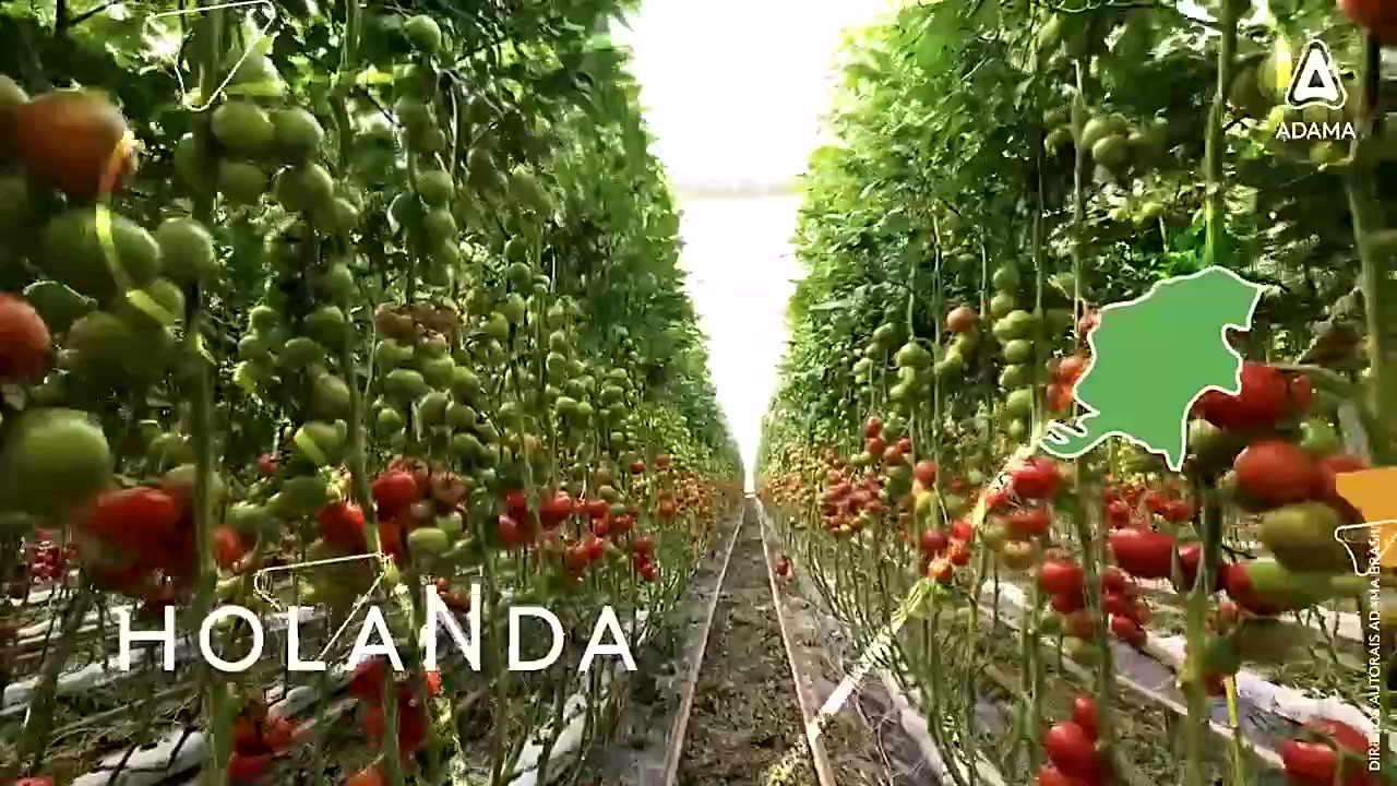 Le Brésil c'est le géant de l'agro business... car les humains doivent manger pour vivre