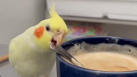 Cockatiel loves to prepare coffee funny birds funny animals