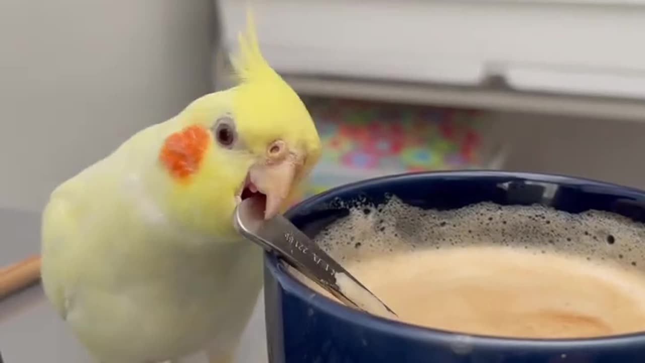 Cockatiel loves to prepare coffee funny birds funny animals